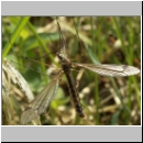 Tipula sp - Schnake 07b.jpg